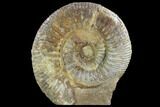 Stephanoceras Ammonite - Dorset, England #93910-4